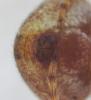 Araneus (sturmi-triguttatus)